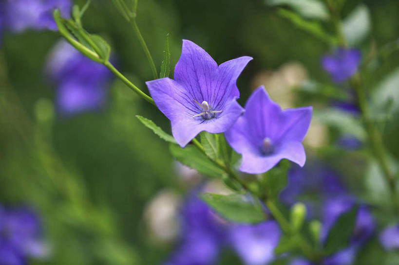 无人,横图,室外,特写,白天,正面,旅游,度假,美景,植物,叶子,日本,亚洲,许多,朦胧,模糊,盛开,景观,风铃草,绿叶,祝福,娱乐,花,花瓣,花朵,花卉,鲜花,蓝色,自然,花蕊,享受,休闲,健康,嫩叶,景色,放松,可爱,钟花,创造,自然风光,感谢,温柔,东亚,本州,关东地方,本州岛,日本国,感恩,崎玉,崎玉县,嫉妒,瓦筒花,叶,叶片,彩图