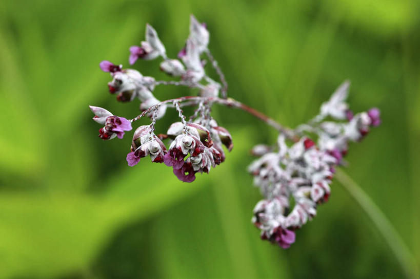 无人,横图,室外,特写,白天,正面,旅游,度假,花海,花圃,美景,植物,叶子,日本,亚洲,许多,朦胧,模糊,盛开,景观,绿叶,花蕾,娱乐,花,花瓣,花朵,花卉,鲜花,蓝色,绿色,自然,花丛,花田,花苞,花蕊,享受,休闲,嫩叶,景色,放松,生长,成长,自然风光,东亚,本州,关东地方,本州岛,日本国,崎玉,崎玉县,叶,叶片,彩图