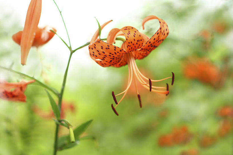 无人,横图,室外,特写,白天,正面,旅游,度假,花海,花圃,美景,植物,叶子,日本,亚洲,许多,阴影,朦胧,模糊,盛开,光线,影子,景观,绿叶,彼岸花,曼珠沙华,石蒜,花蕾,娱乐,花,花瓣,花朵,花卉,鲜花,红色,绿色,阳光,自然,花丛,花田,花苞,花蕊,享受,休闲,嫩叶,景色,放松,生长,成长,自然风光,东亚,本州,关东地方,本州岛,日本国,崎玉,崎玉县,无义草,龙爪花,金灯,赤箭,幽灵花,地狱花,舍子花,叶,叶片,彩图