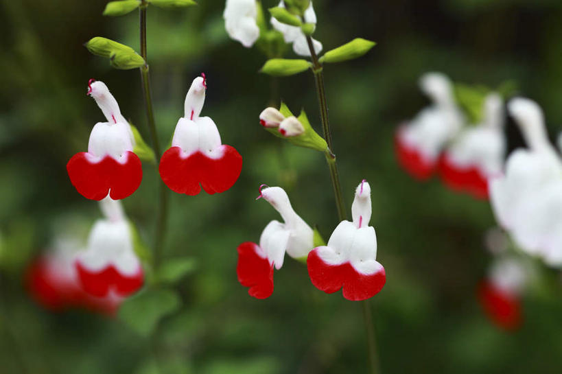 无人,横图,室外,特写,白天,正面,旅游,度假,花海,花圃,美景,植物,叶子,日本,亚洲,许多,朦胧,模糊,盛开,景观,绿叶,花蕾,娱乐,花,花瓣,花朵,花卉,鲜花,绿色,白色,自然,花丛,花田,花苞,花蕊,享受,休闲,嫩叶,景色,放松,生长,成长,自然风光,东亚,本州,关东地方,本州岛,日本国,崎玉,崎玉县,叶,叶片,彩图