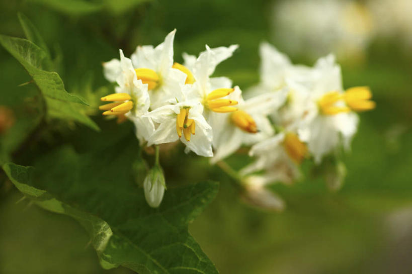 无人,横图,室外,特写,白天,正面,旅游,度假,花海,花圃,美景,植物,叶子,日本,亚洲,许多,朦胧,模糊,盛开,景观,花蕾,娱乐,花,花瓣,花朵,花卉,鲜花,绿色,白色,自然,花丛,花束,花田,花苞,花蕊,享受,休闲,景色,放松,自然风光,东亚,本州,关东地方,本州岛,日本国,崎玉,崎玉县,彩图