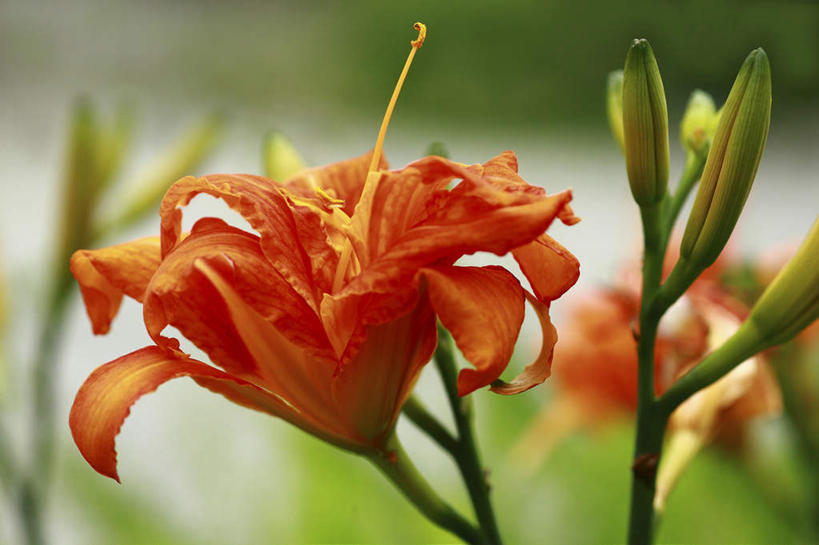 无人,横图,室外,特写,白天,正面,旅游,度假,花海,花圃,美景,植物,百合花,叶子,许多,朦胧,模糊,盛开,景观,花蕾,娱乐,花,花瓣,花朵,花卉,鲜花,绿色,自然,花丛,花束,花田,花苞,花蕊,享受,休闲,橙色,景色,放松,自然风光,强瞿,百合蒜,倒仙,番韭,山丹,彩图