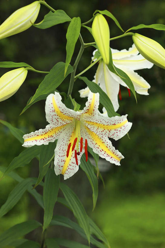 无人,竖图,室外,特写,白天,正面,旅游,度假,花海,花圃,美景,植物,百合花,叶子,日本,亚洲,许多,盛开,景观,花蕾,娱乐,花,花瓣,花朵,花卉,鲜花,绿色,自然,花丛,花束,花田,花苞,花蕊,享受,休闲,景色,放松,自然风光,东亚,本州,关东地方,本州岛,日本国,强瞿,崎玉,崎玉县,百合蒜,倒仙,番韭,山丹,彩图