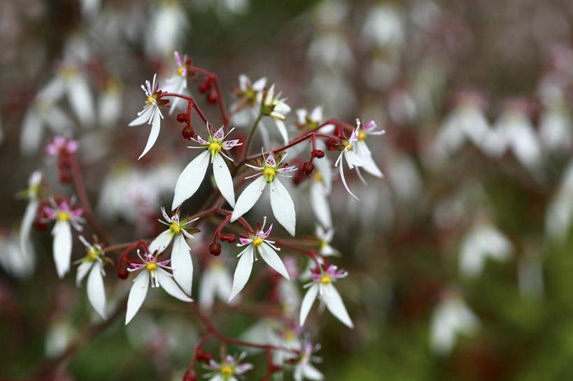 无人,横图,室外,特写,白天,正面,旅游,度假,花海,花圃,美景,植物,叶子,日本,亚洲,许多,朦胧,模糊,盛开,景观,花蕾,娱乐,花,花瓣,花朵,花卉,鲜花,绿色,白色,自然,花丛,花束,花田,花苞,花蕊,享受,休闲,景色,放松,洋绣球,天竺葵,自然风光,东亚,本州,关东地方,本州岛,日本国,崎玉,崎玉县,驱蚊草,日烂红,入腊红,石腊红,洋葵,彩图
