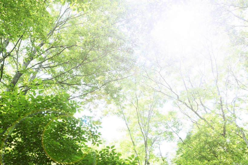 无人,横图,室外,白天,仰视,旅游,度假,草地,草坪,美景,植物,日本,亚洲,阴影,光线,影子,景观,娱乐,草,树,树木,绿色,阳光,自然,享受,休闲,景色,放松,生长,成长,自然风光,东亚,本州,本州岛,日本国,中国地方,鸟取,鸟取县,彩图,低角度拍摄