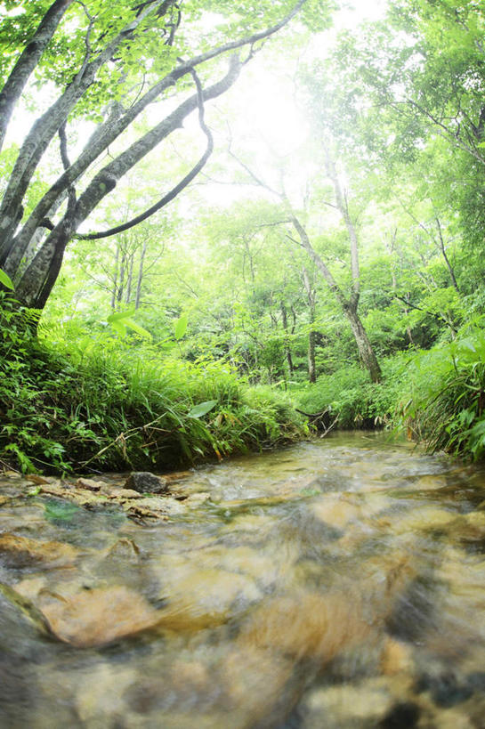 无人,竖图,室外,白天,正面,旅游,度假,草地,草坪,河流,美景,水,植物,日本,亚洲,阴影,光线,影子,河水,景观,水流,云,云朵,云彩,娱乐,草,树,树木,绿色,白云,天空,小溪,阳光,自然,天,溪水,享受,休闲,景色,放松,生长,成长,自然风光,东亚,本州,本州岛,日本国,中国地方,鸟取,鸟取县,彩图