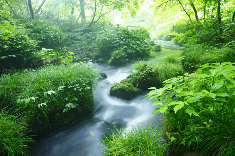 无人,横图,室外,白天,正面,长时间曝光,旅游,度假,河流,美景,森林,树林,水,植物,日本,亚洲,阴影,朦胧,模糊,光线,影子,河水,景观,水流,娱乐,树,树木,绿色,小溪,阳光,自然,溪水,享受,休闲,景色,放松,生长,成长,自然风光,东亚,本州,本州岛,日本国,中国地方,鸟取,鸟取县,彩图