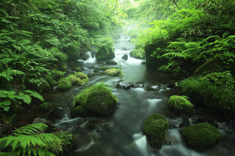 无人,横图,室外,白天,正面,长时间曝光,旅游,度假,河流,美景,森林,树林,水,植物,日本,亚洲,阴影,朦胧,模糊,光线,影子,河水,景观,水流,娱乐,树,树木,绿色,小溪,阳光,自然,溪水,享受,休闲,景色,放松,生长,成长,自然风光,东亚,本州,本州岛,日本国,中国地方,鸟取,鸟取县,彩图