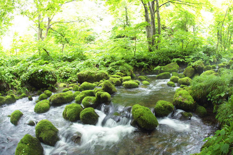 无人,横图,室外,白天,正面,长时间曝光,旅游,度假,河流,石头,美景,森林,树林,水,植物,日本,亚洲,阴影,朦胧,模糊,光线,石子,影子,河水,景观,水流,娱乐,树,树木,绿色,小溪,阳光,自然,溪水,享受,休闲,景色,放松,生长,成长,自然风光,东亚,本州,本州岛,日本国,中国地方,鸟取,鸟取县,石块,彩图