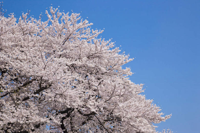 无人,横图,室外,白天,正面,旅游,度假,幸福,纯洁,美景,植物,樱花,日本,亚洲,许多,阴影,盛开,光线,影子,景观,娱乐,花,花瓣,花朵,花卉,鲜花,粉色,蓝色,蓝天,天空,阳光,自然,天,花蕊,享受,休闲,景色,放松,晴朗,等待,生命,自然风光,东亚,万里无云,日本国,仙樱花,福岛樱,青肤樱,高尚,热烈,晴空,晴空万里,荆桃,彩图