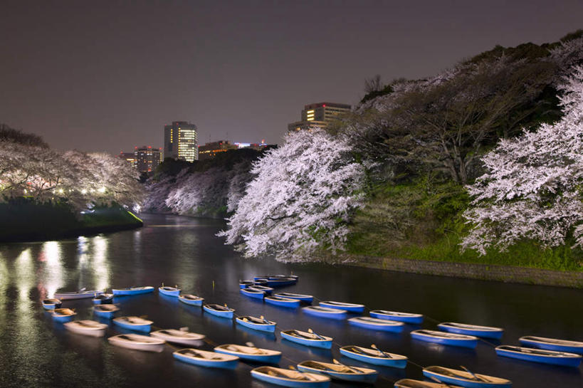 无人,横图,俯视,室外,夜晚,旅游,度假,幸福,纯洁,花海,花圃,美景,植物,轮船,夜景,船,樱花,叶子,东京,日本,亚洲,一排,整齐,盛开,景观,花蕾,娱乐,花,花瓣,花朵,花卉,鲜花,树,树木,排列,粉色,绿色,自然,交通工具,花丛,花束,花田,花苞,花蕊,享受,休闲,景色,放松,生长,成长,等待,生命,队列,自然风光,载具,东亚,本州,关东地方,本州岛,日本国,东京都,仙樱花,福岛樱,青肤樱,高尚,热烈,荆桃,彩图,高角度拍摄