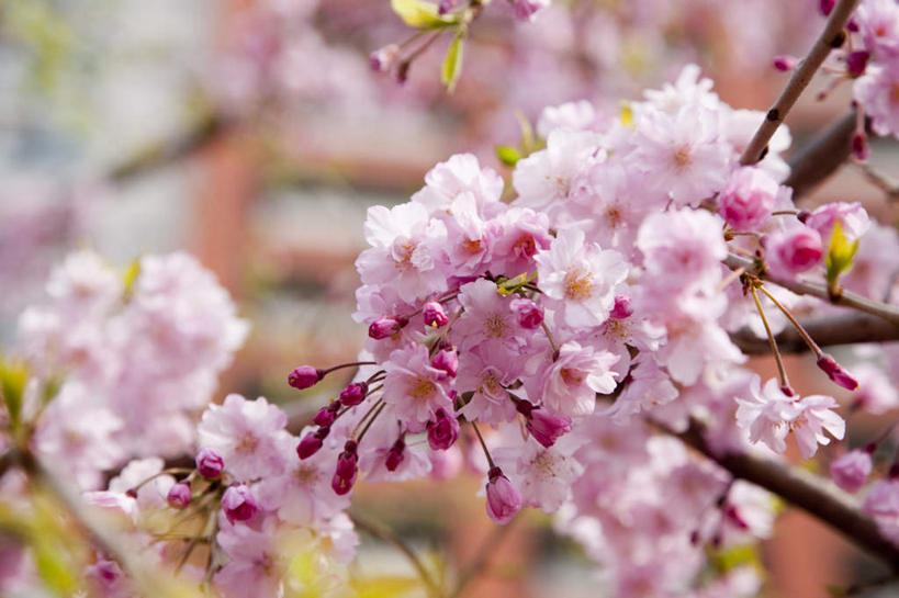 无人,横图,室外,特写,白天,仰视,旅游,度假,幸福,纯洁,美景,植物,樱花,东京,日本,亚洲,朦胧,模糊,景观,娱乐,树,树木,树枝,绿色,自然,享受,休闲,景色,放松,生长,成长,等待,生命,自然风光,东亚,本州,关东地方,本州岛,日本国,东京都,仙樱花,福岛樱,青肤樱,高尚,县厅,港区,东京市,热烈,荆桃,彩图,低角度拍摄