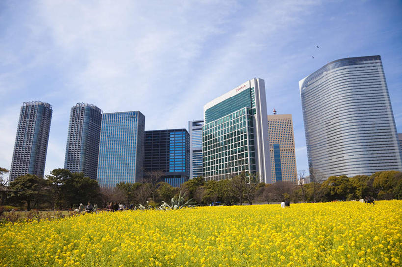 无人,高楼大厦,横图,全景,室外,白天,仰视,度假,办公楼,花海,花圃,美景,天际线,植物,城市风光,标志建筑,城市,大厦,地标,建筑,摩天大楼,写字楼,叶子,东京,日本,亚洲,许多,盛开,景观,云,云朵,绿叶,中央区,花蕾,云彩,娱乐,建设,花,花瓣,花朵,花卉,鲜花,黄色,蓝色,绿色,白云,蓝天,天空,自然,楼宇,花丛,花田,天,花苞,花蕊,享受,休闲,嫩叶,商务楼,景色,放松,生长,晴朗,成长,东亚,本州,关东地方,本州岛,日本国,东京都,叶,叶片,晴空,彩图,低角度拍摄,大楼,高层建筑,高楼,摩天楼