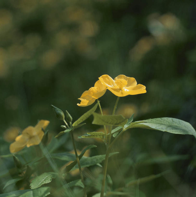 无人,竖图,俯视,室外,特写,白天,旅游,度假,花海,花圃,美景,植物,叶子,日本,亚洲,许多,阴影,朦胧,模糊,盛开,光线,影子,景观,绿叶,草药,药草,花蕾,娱乐,中药,花,花瓣,花朵,花卉,鲜花,黄色,绿色,阳光,自然,花丛,花田,花苞,花蕊,享受,休闲,嫩叶,景色,放松,生长,成长,自然风光,药材,中草药,东亚,中药材,本草,日本国,大叶老鼠七,刀豆三七,拐枣七,荷青花,水菖三七,叶,叶片,彩图,高角度拍摄