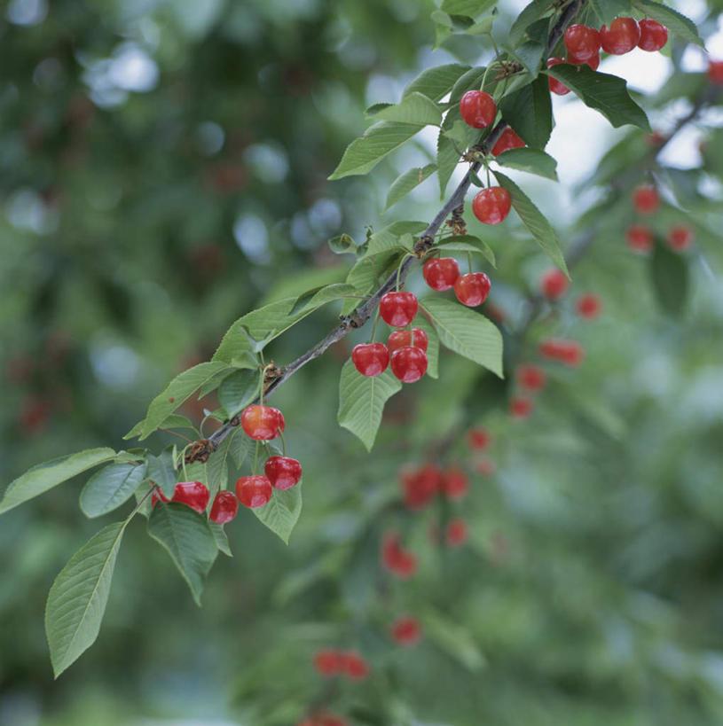 无人,竖图,室外,特写,白天,仰视,旅游,度假,美景,植物,樱桃,水果,叶子,日本,亚洲,许多,朦胧,模糊,新鲜,景观,生食,食品,果实,绿叶,娱乐,树,树木,食物,红色,绿色,自然,享受,休闲,嫩叶,景色,放松,有机食品,绿色食品,生长,成长,自然风光,东亚,日本国,叶,叶片,樱珠,莺桃,英桃,楔桃,牛桃,荆桃,彩图,低角度拍摄
