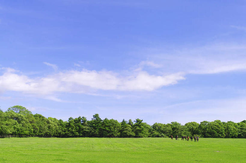 无人,农田,横图,室外,白天,正面,旅游,度假,庄稼,农作物,草地,草坪,美景,植物,北海道,日本,亚洲,阴影,光线,影子,地平线,景观,云,云朵,辽阔,地面,云彩,娱乐,草,树,树木,蓝色,绿色,白云,蓝天,天空,阳光,自然,天,享受,休闲,广阔,景色,放松,生长,晴朗,成长,一望无际,自然风光,延伸,东亚,日本国,天地相交,北海道地方,北海道岛,无边无际,一马平川,晴空,彩图,耕地,庄稼田