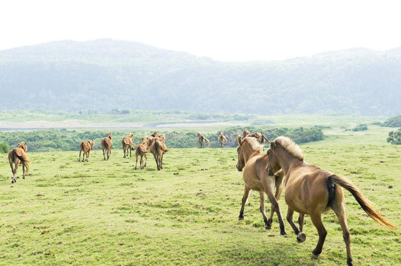 无人,站,横图,室外,白天,正面,旅游,度假,草地,草坪,石头,美景,山,山脉,植物,马,野生动物,日本,亚洲,许多,石子,景观,山顶,山峰,云,云朵,褐色,山峦,云彩,娱乐,冲绳,草,树,树木,蓝色,绿色,白云,蓝天,天空,自然,动物,群山,天,站着,享受,休闲,景色,放松,运输,牲畜,生长,成长,冲绳县,自然风光,东亚,沉积岩,琉球群岛,日本国,九州地方,颠峰,极峰,水成岩,石块,岩石,站立,彩图,全身