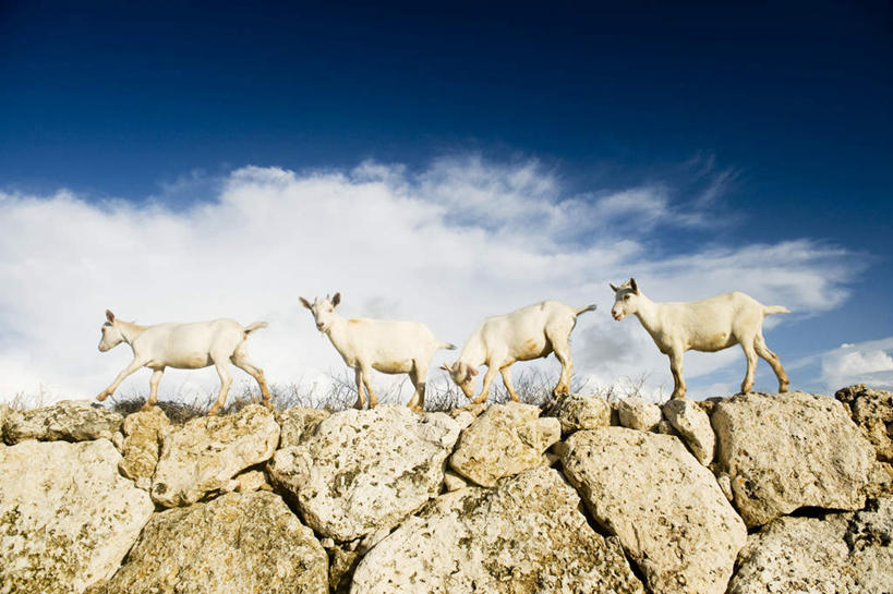 无人,站,横图,室外,白天,仰视,旅游,度假,石头,美景,羊,日本,亚洲,一排,整齐,石子,景观,云,云朵,云彩,娱乐,冲绳,排列,蓝色,白色,白云,蓝天,天空,自然,动物,天,站着,享受,休闲,家畜,景色,放松,四头,牲畜,晴朗,冲绳县,队列,自然风光,东亚,琉球群岛,日本国,九州地方,石块,岩石,晴空,绵羊,站立,彩图,低角度拍摄,全身