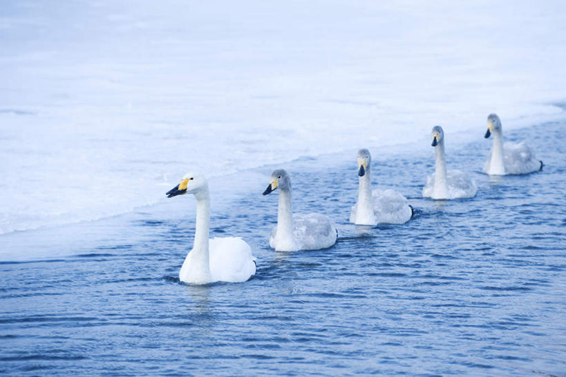 游泳,无人,横图,室外,白天,正面,旅游,度假,湖,湖泊,美景,水,雪,大雪,鸟,野生动物,天鹅,北海道,日本,亚洲,五个,一排,许多,漂浮,整齐,鸟类,湖面,积雪,景观,水流,水面,雪景,冬季,冬天,注视,娱乐,排列,白色,自然,动物,湖水,观察,看,享受,休闲,景色,放松,寒冷,可爱,观看,察看,队列,关注,自然风光,东亚,日本国,北海道地方,北海道岛,严寒,鹄,彩图,全身