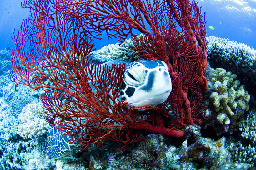 无人,横图,室外,白天,正面,海底,水下,海浪,海洋,龟,日本,亚洲,珊瑚,浪花,水底,冲绳,珊瑚礁,海洋生物,一只,海水,健康,海底世界,冲绳县,水生动物,坚定,水生物,海景,东亚,海底动物,海底礁,琉球群岛,日本国,九州地方,长寿,大海,风浪,海,海床,海水的波动,礁,近岸浪,岩石,涌浪,海龟,彩图,全身