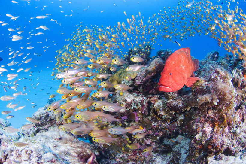 海鲜,无人,横图,室外,白天,侧面,海底,水下,海浪,海洋,日本,亚洲,许多,鱼,浪花,水底,冲绳,水产,鱼类,海洋生物,海水,海底世界,冲绳县,水生动物,海产品,水生物,海景,东亚,海底动物,琉球群岛,日本国,九州地方,大海,风浪,海,海床,海水的波动,近岸浪,涌浪,彩图,全身