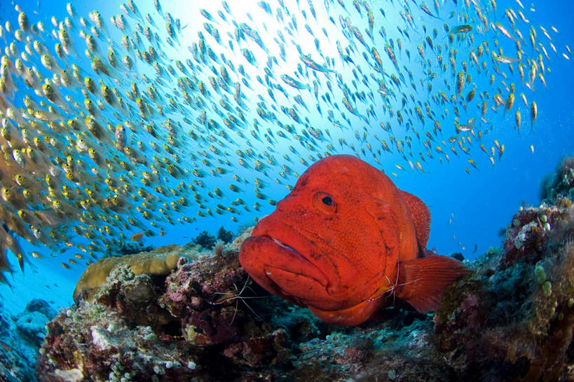 海鲜,无人,横图,室外,白天,侧面,海底,水下,海浪,海洋,日本,亚洲,许多,鱼,浪花,水底,冲绳,水产,鱼类,海洋生物,海水,海底世界,冲绳县,水生动物,海产品,水生物,海景,东亚,海底动物,琉球群岛,日本国,九州地方,大海,风浪,海,海床,海水的波动,近岸浪,涌浪,彩图,全身