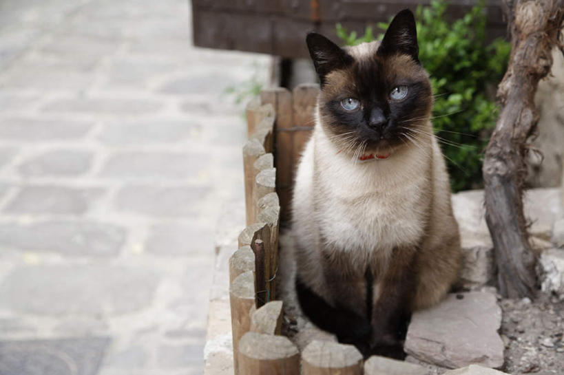 无人,坐,横图,室外,白天,正面,植物,道路,街道,路,公路,宠物,猫,墙,地面,交通,墙壁,墙面,树,树干,树木,一只,绿色,灰色,自然,动物,可爱,生长,成长,猫咪,马路,坐着,彩图,全身