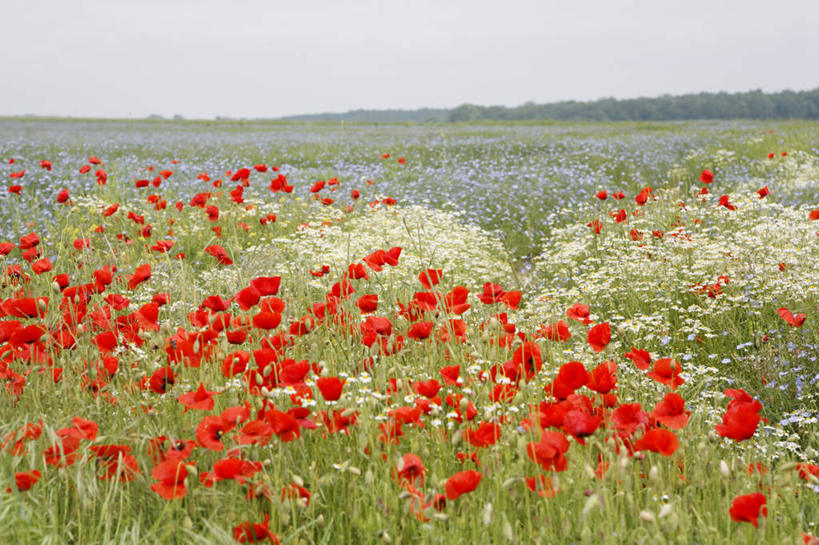 无人,横图,室外,白天,正面,旅游,度假,花海,花圃,美景,植物,罂粟,叶子,法国,欧洲,许多,盛开,地平线,景观,辽阔,绿叶,草药,地面,花蕾,娱乐,中药,花,花瓣,花朵,花卉,鲜花,红色,绿色,自然,花丛,花田,花苞,花蕊,享受,休闲,广阔,嫩叶,景色,放松,生长,成长,一望无际,毒品,自然风光,延伸,药材,中草药,中药材,本草,法兰西共和国,天地相交,止痛,镇静,安眠,红罂粟,法兰西第五共和国,无边无际,一马平川,叶,叶片,罂粟花,彩图