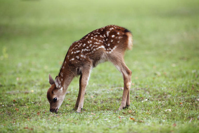 无人,站,横图,室外,白天,正面,旅游,度假,草地,草坪,美景,植物,哺乳动物,鹿,野生动物,奈良县,日本,亚洲,弯腰,斑点,景观,注视,娱乐,草,一只,绿色,自然,动物,观察,看,站着,享受,休闲,景色,放松,可爱,活泼,观看,察看,关注,自然风光,东亚,本州,本州岛,日本国,近畿地方,奈良,近畿,弯身,站立,彩图,全身