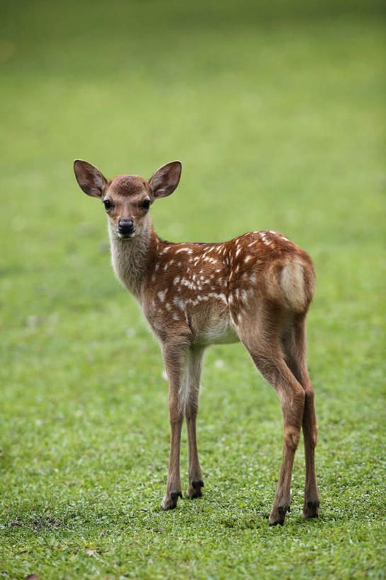 无人,站,竖图,室外,白天,侧面,旅游,度假,草地,草坪,美景,植物,哺乳动物,鹿,野生动物,奈良县,日本,亚洲,斑点,景观,注视,娱乐,草,一只,绿色,自然,动物,观察,看,站着,享受,休闲,景色,放松,可爱,活泼,观看,察看,关注,自然风光,东亚,本州,本州岛,日本国,近畿地方,奈良,近畿,站立,彩图,全身