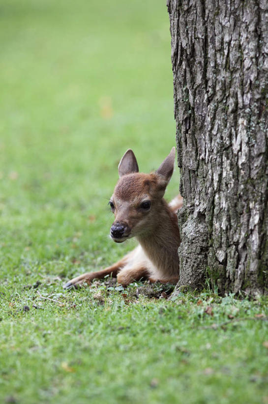 无人,坐,竖图,室外,白天,正面,旅游,度假,草地,草坪,美景,植物,哺乳动物,鹿,野生动物,奈良县,日本,亚洲,斑点,景观,注视,娱乐,草,树,树木,一只,绿色,自然,动物,观察,看,享受,休闲,景色,放松,可爱,活泼,生长,成长,观看,察看,关注,自然风光,东亚,本州,本州岛,日本国,近畿地方,奈良,近畿,坐着,半身,彩图
