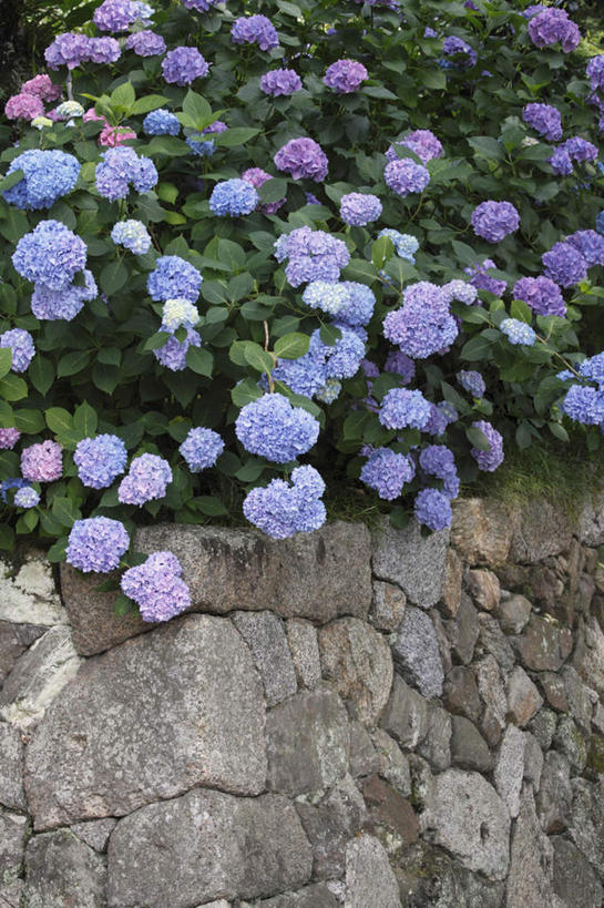 无人,竖图,俯视,室外,特写,白天,旅游,度假,骄傲,花海,花圃,美景,植物,八仙花,叶子,奈良县,日本,亚洲,许多,盛开,墙,景观,绿叶,花蕾,娱乐,墙壁,墙面,花,花瓣,花朵,花卉,鲜花,蓝色,绿色,自然,花丛,花田,花苞,花蕊,绣球花,享受,休闲,嫩叶,景色,放松,生长,成长,紫阳花,洋绣球,自然风光,东亚,本州,本州岛,日本国,近畿地方,奈良,近畿,草绣球,斗球,七变化,粉团花,善变,叶,叶片,彩图,高角度拍摄