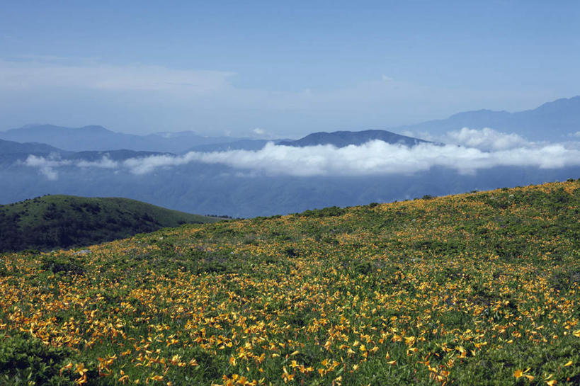 无人,横图,俯视,室外,白天,旅游,度假,石头,美景,山,山脉,植物,百合花,叶子,长野县,日本,亚洲,许多,盛开,石子,景观,山顶,山峰,云,云朵,绿叶,山峦,云彩,娱乐,花,花瓣,花朵,花卉,鲜花,黄色,蓝色,白云,蓝天,天空,自然,群山,天,花蕊,享受,休闲,嫩叶,景色,放松,晴朗,自然风光,东亚,沉积岩,本州,本州岛,日本国,中部地方,长野,强瞿,颠峰,极峰,水成岩,百合蒜,倒仙,番韭,山丹,叶,叶片,石块,岩石,晴空,彩图,高角度拍摄