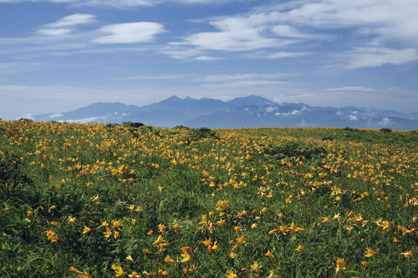 无人,横图,俯视,室外,白天,旅游,度假,石头,美景,山,山脉,植物,百合花,叶子,长野县,日本,亚洲,许多,盛开,石子,景观,山顶,山峰,云,云朵,绿叶,山峦,云彩,娱乐,花,花瓣,花朵,花卉,鲜花,黄色,蓝色,白云,蓝天,天空,自然,群山,天,花蕊,享受,休闲,嫩叶,景色,放松,晴朗,自然风光,东亚,沉积岩,本州,本州岛,日本国,中部地方,长野,强瞿,颠峰,极峰,水成岩,百合蒜,倒仙,番韭,山丹,叶,叶片,石块,岩石,晴空,彩图,高角度拍摄