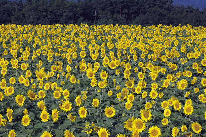 无人,横图,俯视,室外,白天,爱情,旅游,度假,幸福,花海,花圃,美景,太阳,植物,向日葵,叶子,日本,亚洲,许多,盛开,景观,绿叶,花蕾,娱乐,花,花瓣,花朵,花卉,鲜花,黄色,绿色,自然,花丛,花田,花苞,花蕊,享受,休闲,嫩叶,景色,放松,生长,成长,自然风光,光辉,东亚,沉默,忠诚,本州,本州岛,日本国,中部地方,山梨,山梨县,勇敢,投缘,爱慕,高傲,朝阳花,葵花,望日莲,向阳花,转日莲,叶,叶片,彩图,高角度拍摄