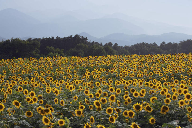 无人,横图,室外,白天,正面,爱情,旅游,度假,幸福,花海,花圃,美景,太阳,植物,向日葵,叶子,日本,亚洲,许多,盛开,景观,绿叶,花蕾,娱乐,花,花瓣,花朵,花卉,鲜花,黄色,绿色,自然,花丛,花田,花苞,花蕊,享受,休闲,嫩叶,景色,放松,生长,成长,自然风光,光辉,东亚,沉默,忠诚,本州,本州岛,日本国,中部地方,山梨,山梨县,勇敢,投缘,爱慕,高傲,朝阳花,葵花,望日莲,向阳花,转日莲,叶,叶片,彩图