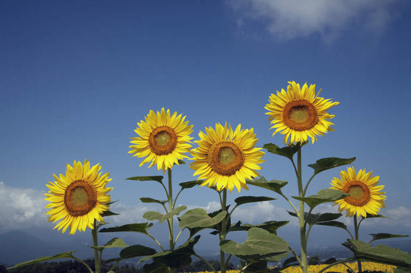 无人,横图,室外,白天,正面,爱情,旅游,度假,幸福,花海,花圃,美景,太阳,植物,向日葵,叶子,日本,亚洲,一排,许多,阴影,整齐,盛开,光线,影子,景观,云,云朵,绿叶,花蕾,云彩,娱乐,花,花瓣,花朵,花卉,鲜花,排列,黄色,蓝色,绿色,白云,蓝天,天空,阳光,自然,花丛,花田,天,花苞,花蕊,享受,休闲,嫩叶,景色,放松,生长,晴朗,成长,队列,自然风光,光辉,东亚,沉默,忠诚,本州,本州岛,日本国,中部地方,山梨,山梨县,勇敢,投缘,爱慕,高傲,朝阳花,葵花,望日莲,向阳花,转日莲,叶,叶片,晴空,彩图