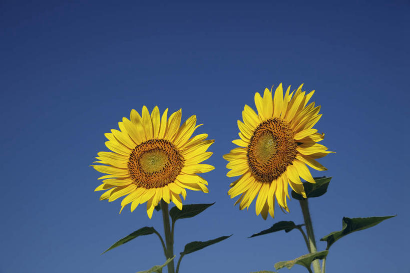 无人,横图,室外,白天,正面,爱情,旅游,度假,幸福,花海,花圃,美景,太阳,植物,向日葵,叶子,日本,亚洲,一排,许多,阴影,整齐,盛开,光线,影子,景观,绿叶,花蕾,娱乐,花,花瓣,花朵,花卉,鲜花,排列,黄色,蓝色,绿色,蓝天,天空,阳光,自然,花丛,花田,天,花苞,花蕊,享受,休闲,嫩叶,景色,放松,生长,晴朗,成长,队列,自然风光,光辉,东亚,沉默,忠诚,本州,万里无云,本州岛,日本国,中部地方,山梨,山梨县,勇敢,投缘,爱慕,高傲,朝阳花,葵花,望日莲,向阳花,转日莲,叶,叶片,晴空,晴空万里,彩图