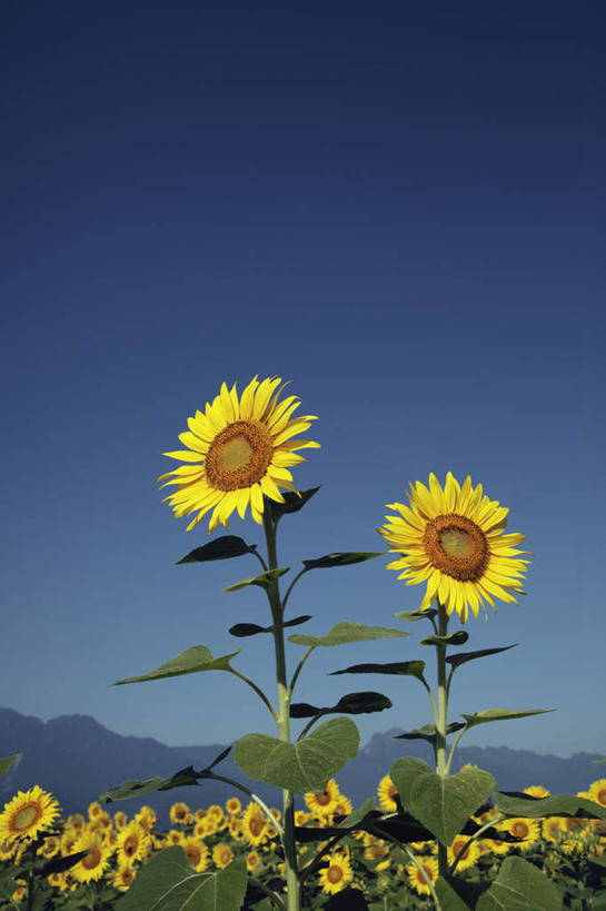 无人,竖图,室外,特写,白天,正面,爱情,旅游,度假,幸福,花海,花圃,美景,太阳,植物,向日葵,叶子,日本,亚洲,一排,许多,整齐,盛开,景观,绿叶,花蕾,娱乐,花,花瓣,花朵,花卉,鲜花,排列,黄色,蓝色,绿色,蓝天,天空,自然,花丛,花田,天,花苞,花蕊,享受,休闲,嫩叶,景色,放松,生长,晴朗,成长,队列,自然风光,光辉,东亚,沉默,忠诚,本州,万里无云,本州岛,日本国,中部地方,山梨,山梨县,勇敢,投缘,爱慕,高傲,朝阳花,葵花,望日莲,向阳花,转日莲,叶,叶片,晴空,晴空万里,彩图