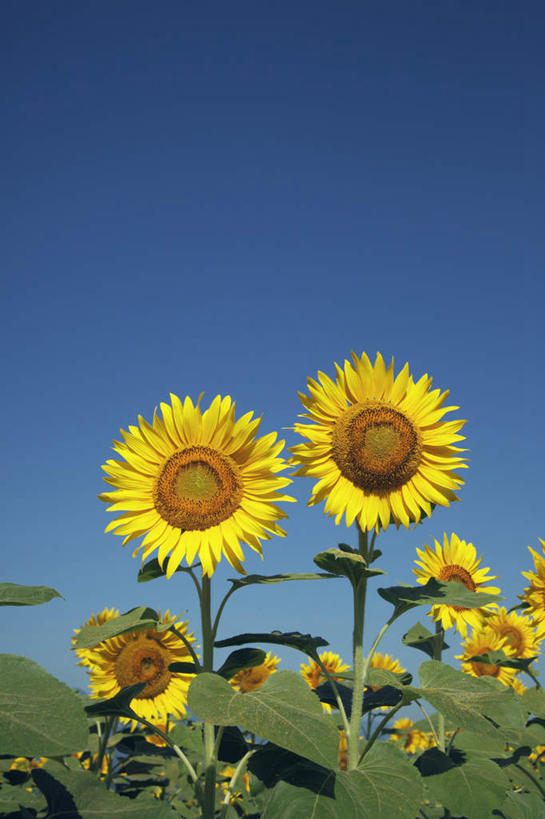 无人,竖图,室外,特写,白天,正面,爱情,旅游,度假,幸福,花海,花圃,美景,太阳,植物,向日葵,叶子,日本,亚洲,一排,许多,整齐,盛开,景观,绿叶,花蕾,娱乐,花,花瓣,花朵,花卉,鲜花,排列,黄色,蓝色,绿色,蓝天,天空,自然,花丛,花田,天,花苞,花蕊,享受,休闲,嫩叶,景色,放松,生长,晴朗,成长,队列,自然风光,光辉,东亚,沉默,忠诚,本州,万里无云,本州岛,日本国,中部地方,山梨,山梨县,勇敢,投缘,爱慕,高傲,朝阳花,葵花,望日莲,向阳花,转日莲,叶,叶片,晴空,晴空万里,彩图