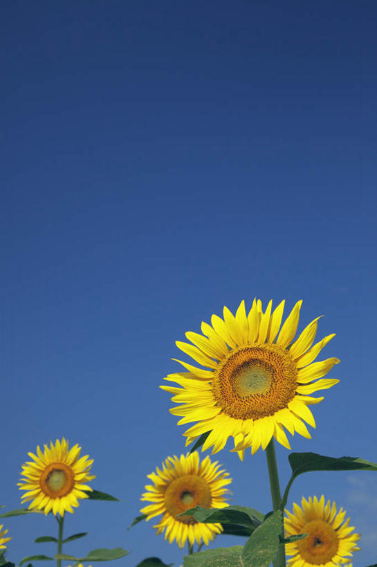 无人,竖图,室外,特写,白天,仰视,爱情,旅游,度假,幸福,花海,花圃,美景,太阳,植物,向日葵,叶子,日本,亚洲,四朵,盛开,景观,绿叶,花蕾,娱乐,花,花瓣,花朵,花卉,鲜花,黄色,蓝色,绿色,蓝天,天空,自然,花丛,花田,天,花苞,花蕊,享受,休闲,嫩叶,景色,放松,生长,晴朗,成长,自然风光,光辉,东亚,沉默,忠诚,本州,万里无云,本州岛,日本国,中部地方,山梨,山梨县,勇敢,投缘,爱慕,高傲,朝阳花,葵花,望日莲,向阳花,转日莲,叶,叶片,晴空,晴空万里,彩图,低角度拍摄