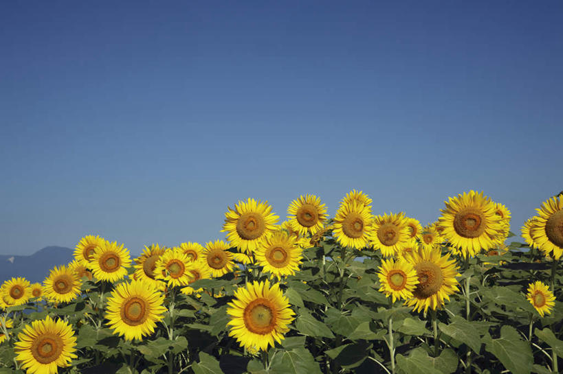 无人,横图,室外,白天,正面,爱情,旅游,度假,幸福,花海,花圃,美景,太阳,植物,向日葵,叶子,日本,亚洲,一排,许多,阴影,整齐,盛开,光线,影子,景观,绿叶,花蕾,娱乐,花,花瓣,花朵,花卉,鲜花,排列,黄色,蓝色,绿色,蓝天,天空,阳光,自然,花丛,花田,天,花苞,花蕊,享受,休闲,嫩叶,景色,放松,生长,晴朗,成长,队列,自然风光,光辉,东亚,沉默,忠诚,本州,万里无云,本州岛,日本国,中部地方,山梨,山梨县,勇敢,投缘,爱慕,高傲,朝阳花,葵花,望日莲,向阳花,转日莲,叶,叶片,晴空,晴空万里,彩图