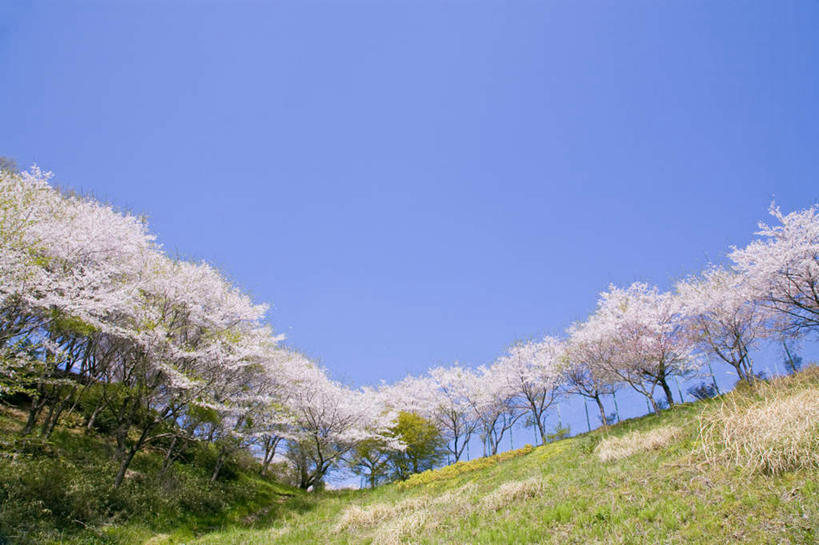无人,横图,室外,白天,仰视,旅游,度假,幸福,纯洁,草地,草坪,美景,树林,植物,樱花,东京,日本,亚洲,盛开,景观,花蕾,娱乐,草,花,花瓣,花朵,鲜花,树,树木,粉色,蓝色,绿色,蓝天,天空,自然,天,花苞,花蕊,享受,休闲,景色,放松,生长,晴朗,成长,等待,生命,自然风光,东亚,本州,万里无云,关东地方,本州岛,日本国,东京都,仙樱花,福岛樱,青肤樱,高尚,热烈,晴空,晴空万里,荆桃,彩图,低角度拍摄
