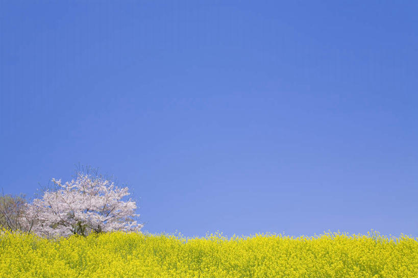 无人,横图,室外,白天,正面,旅游,度假,幸福,纯洁,花海,花圃,美景,植物,樱花,叶子,东京,日本,亚洲,许多,盛开,地平线,景观,辽阔,绿叶,地面,花蕾,娱乐,花,花瓣,花朵,花卉,鲜花,粉色,蓝色,绿色,蓝天,天空,自然,花丛,花田,天,花苞,花蕊,油菜花,享受,休闲,广阔,嫩叶,景色,放松,生长,晴朗,成长,等待,一望无际,生命,自然风光,延伸,东亚,本州,万里无云,关东地方,本州岛,日本国,东京都,天地相交,仙樱花,福岛樱,青肤樱,高尚,热烈,无边无际,一马平川,叶,叶片,晴空,晴空万里,荆桃,彩图,芸苔,芸薹
