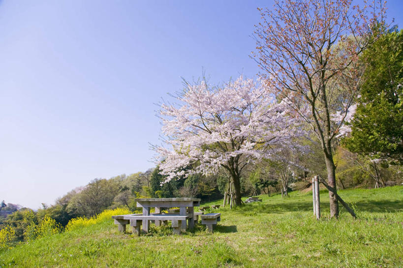 无人,横图,俯视,室外,白天,旅游,度假,幸福,纯洁,美景,树林,植物,樱花,椅子,东京,日本,亚洲,阴影,盛开,光线,木制,影子,长椅,景观,花蕾,娱乐,花,花瓣,花朵,鲜花,树,树木,一个,粉色,蓝色,绿色,蓝天,天空,阳光,自然,木制品,天,花苞,花蕊,享受,休闲,景色,放松,生长,晴朗,单个,成长,等待,生命,自然风光,东亚,本州,万里无云,关东地方,本州岛,日本国,东京都,仙樱花,福岛樱,青肤樱,高尚,热烈,晴空,晴空万里,荆桃,彩图,高角度拍摄