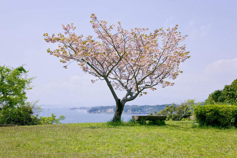 无人,横图,室外,白天,正面,旅游,度假,幸福,纯洁,草地,草坪,美景,树林,植物,樱花,椅子,神奈川,日本,亚洲,阴影,盛开,光线,木制,影子,长椅,景观,神奈川县,花蕾,娱乐,草,花,花瓣,花朵,鲜花,树,树木,一个,粉色,蓝色,绿色,蓝天,天空,阳光,自然,木制品,天,花苞,花蕊,享受,休闲,景色,放松,生长,晴朗,单个,成长,等待,生命,自然风光,东亚,本州,万里无云,关东地方,本州岛,日本国,仙樱花,福岛樱,青肤樱,高尚,热烈,晴空,晴空万里,荆桃,彩图