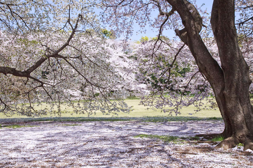 无人,横图,室外,白天,正面,旅游,度假,幸福,纯洁,草地,草坪,美景,森林,树林,植物,樱花,东京,日本,亚洲,阴影,盛开,光线,影子,景观,花蕾,娱乐,草,花,花瓣,花朵,鲜花,树,树木,粉色,绿色,阳光,自然,花苞,花蕊,享受,休闲,景色,放松,生长,成长,等待,生命,自然风光,东亚,本州,关东地方,本州岛,日本国,东京都,仙樱花,福岛樱,青肤樱,高尚,热烈,荆桃,彩图