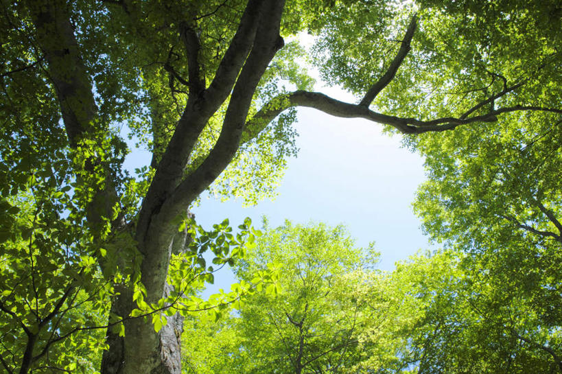 无人,横图,室外,白天,仰视,旅游,度假,美景,植物,叶子,东京,日本,亚洲,阴影,光线,影子,景观,绿叶,娱乐,树,树干,树木,绿色,阳光,自然,享受,休闲,嫩叶,景色,放松,生长,成长,自然风光,东亚,本州,关东地方,本州岛,日本国,东京都,叶,叶片,彩图,低角度拍摄