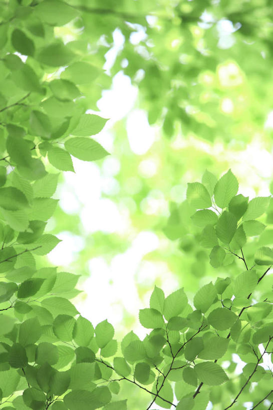 无人,竖图,室外,白天,仰视,旅游,度假,美景,植物,叶子,东京,日本,亚洲,阴影,朦胧,模糊,光线,影子,景观,绿叶,娱乐,树,树干,树木,绿色,阳光,自然,享受,休闲,嫩叶,景色,放松,生长,成长,自然风光,东亚,本州,关东地方,本州岛,日本国,东京都,叶,叶片,彩图,低角度拍摄