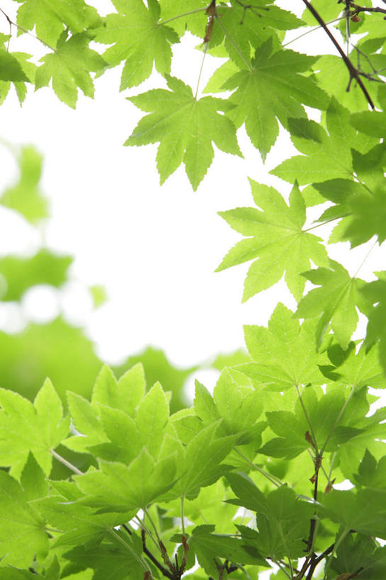 无人,竖图,室外,特写,白天,仰视,旅游,度假,美景,植物,叶子,东京,日本,亚洲,阴影,朦胧,模糊,光线,影子,景观,云,云朵,绿叶,云彩,娱乐,树,树干,树木,蓝色,绿色,白云,蓝天,天空,阳光,自然,天,享受,休闲,嫩叶,景色,放松,生长,晴朗,成长,自然风光,东亚,本州,关东地方,本州岛,日本国,东京都,叶,叶片,晴空,彩图,低角度拍摄